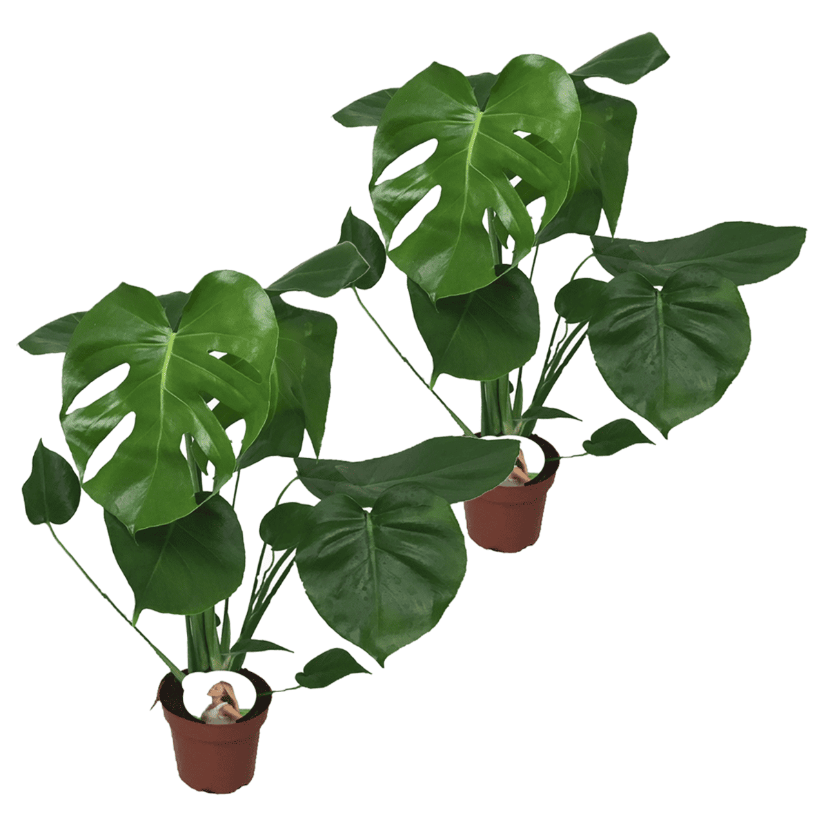 Monstera Deliciosa - Set van 2 - Gatenplant - Pot 14cm - Hoogte 45-55cm bezorgen via Florastore