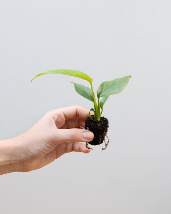 Monstera Minima bezorgen via PLNTS