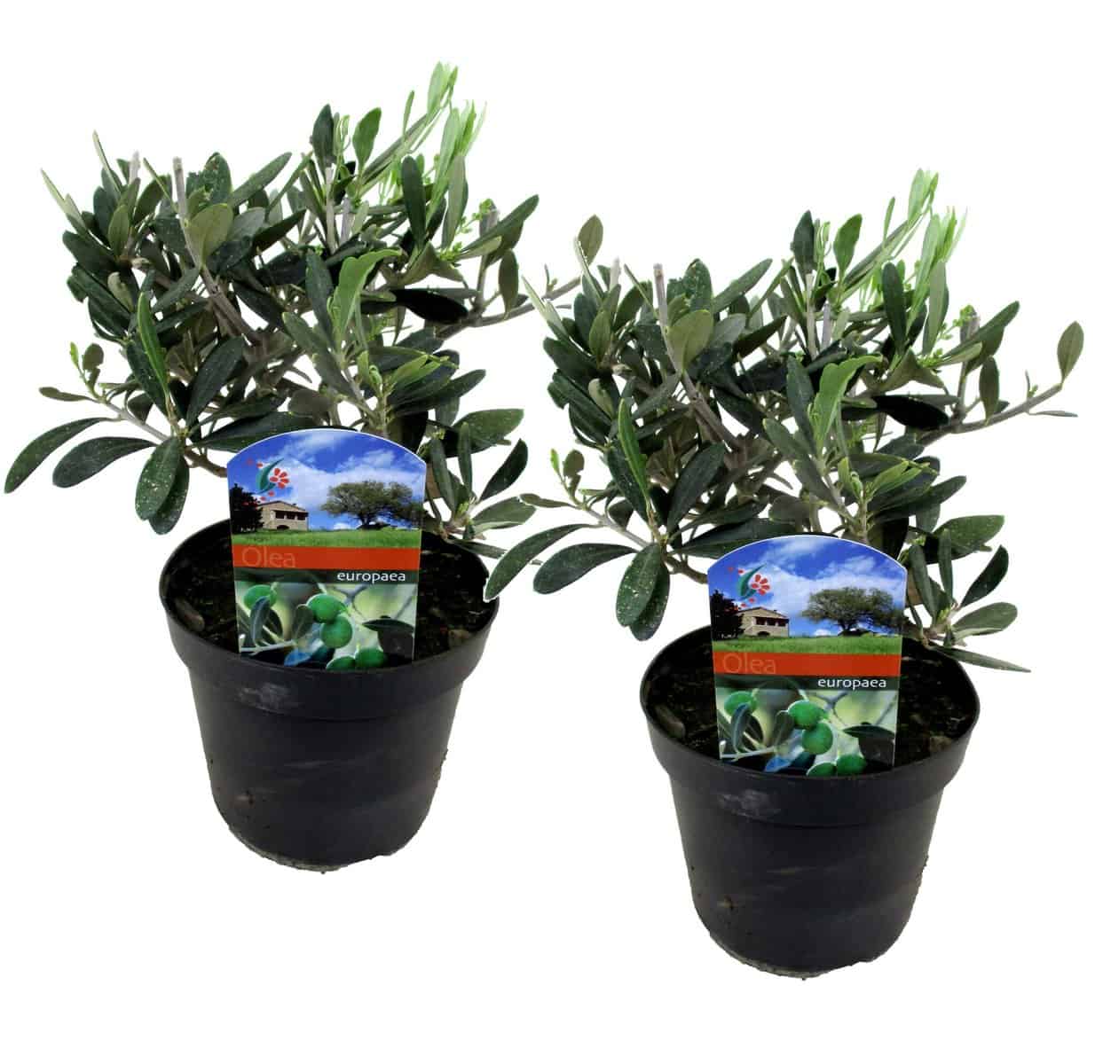 Olea Europaea - Set van 2 - Winterharde olijfstruik - Pot 14cm - Hoogte 25-40cm bezorgen via Florastore