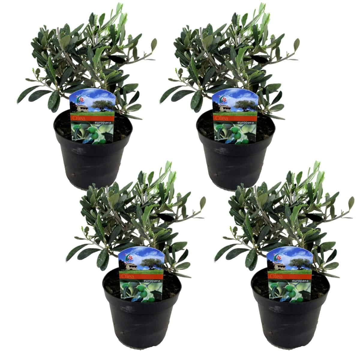 Olea Europaea - Set van 4 - Winterharde olijfstruik - Pot 14cm - Hoogte 25-40cm bezorgen via Florastore