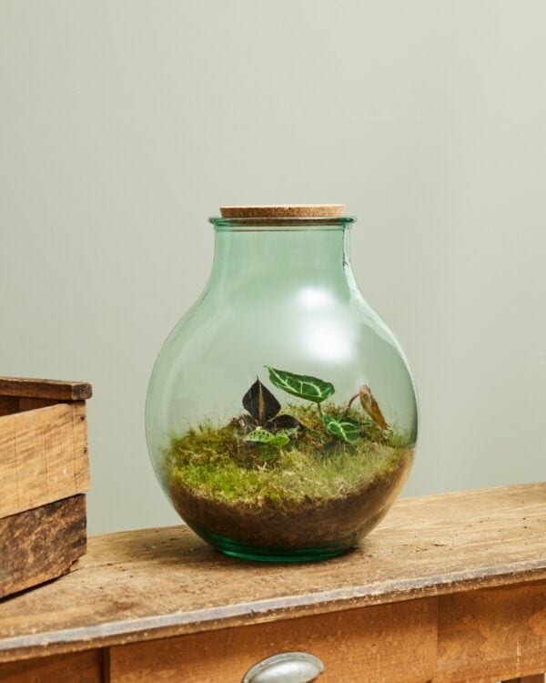 Olly Terrarium Large Expert Kit bezorgen via PLNTS