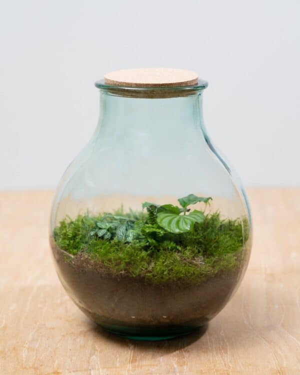 Olly Terrarium Large Starter Kit bezorgen via PLNTS