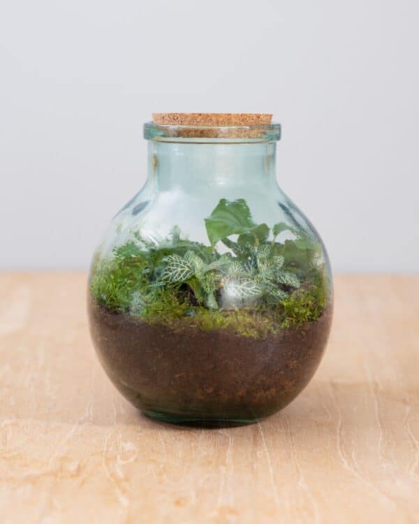 Olly Terrarium Medium Starter Kit bezorgen via PLNTS