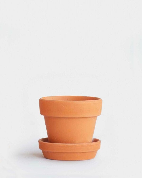 Oranje Terracotta Pot bezorgen via PLNTS