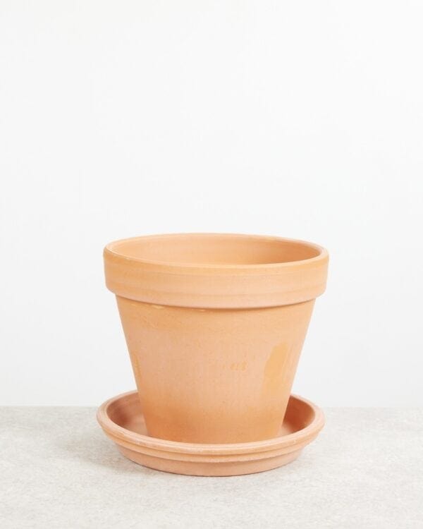 Oranje Terracotta Pot bezorgen via PLNTS