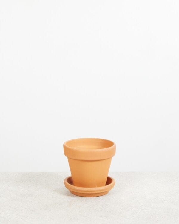 Oranje Terracotta Pot bezorgen via PLNTS