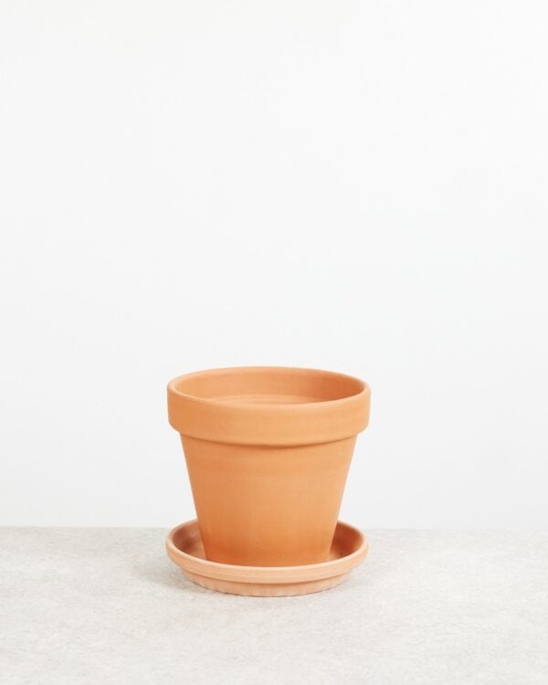 Oranje Terracotta Pot bezorgen via PLNTS