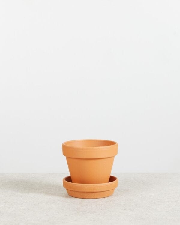 Oranje Terracotta Pot bezorgen via PLNTS