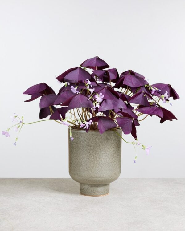 Oxalis Tuber - Triangularis'Burgundy Wine' bezorgen via PLNTS