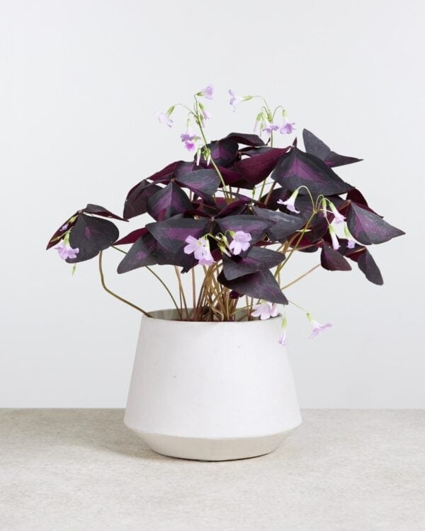 Oxalis Tuber - Triangularis'Sunny' bezorgen via PLNTS