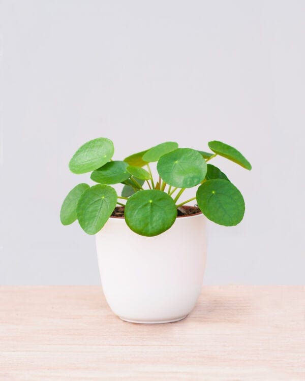 Pannenkoekenplant bezorgen via PLNTS