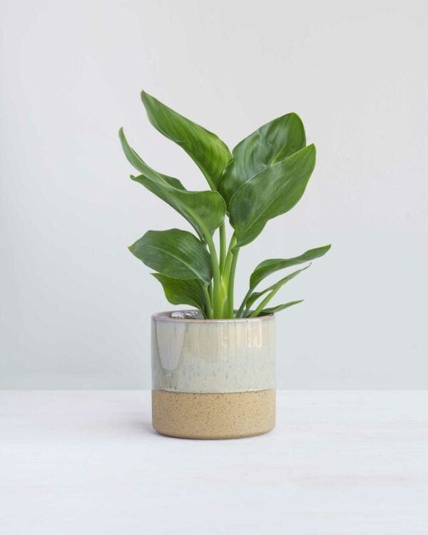 Paradijsvogelplant bezorgen via PLNTS