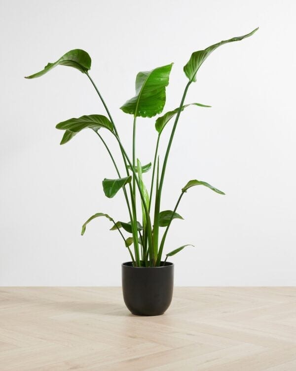 Paradijsvogelplant bezorgen via PLNTS