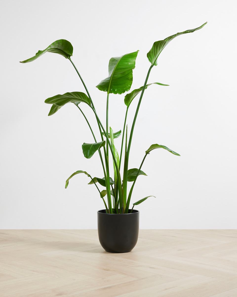 Paradijsvogelplant bezorgen via PLNTS Paradijsvogelplant bezorgen via PLNTS
