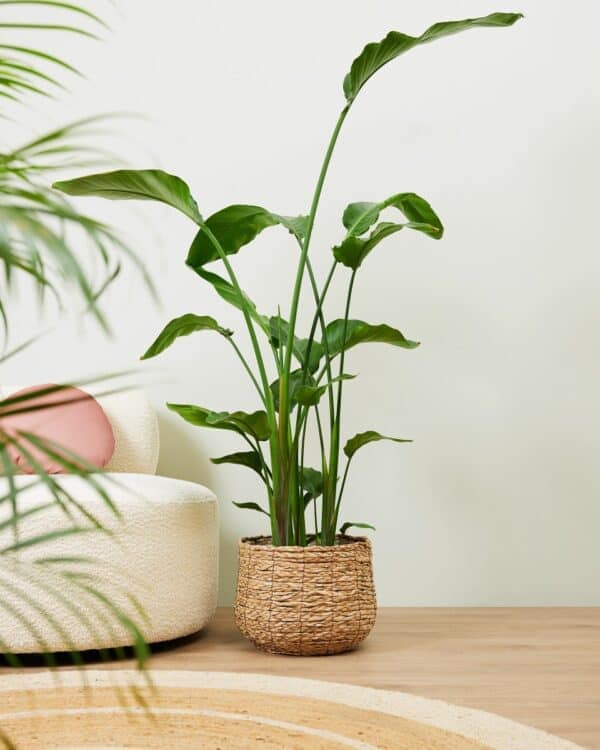 Paradijsvogelplant bezorgen via PLNTS