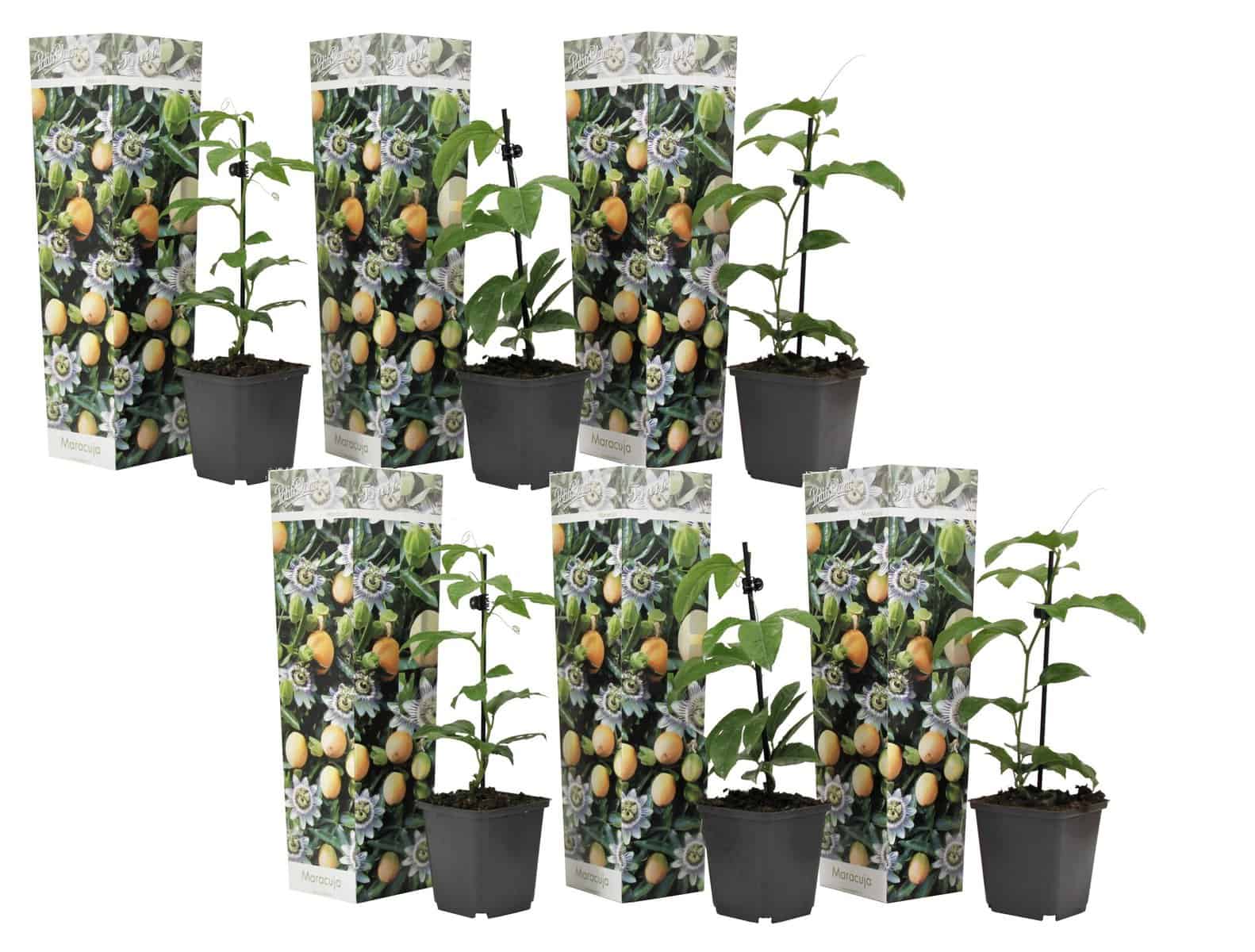 Passiflora Edulis - Mix van 6 - Klimplanten - Pot 9cm - Hoogte 25-40cm bezorgen via Florastore