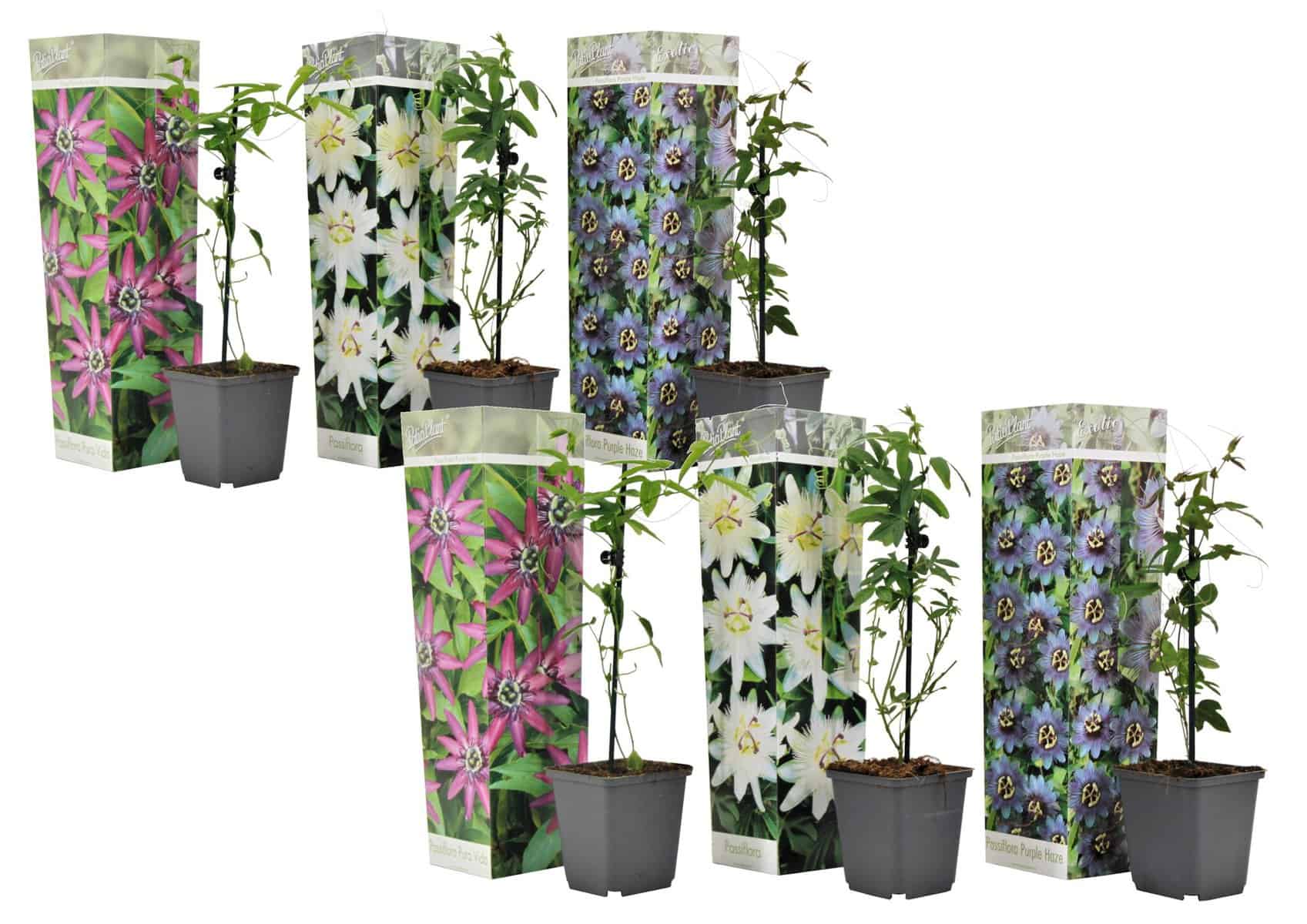 Passiflora - Mix van 6 - Klimplant - Pot 9cm - Hoogte 25-40cm bezorgen via Florastore