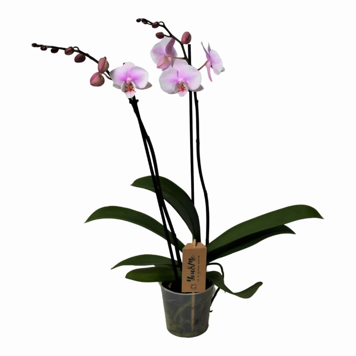 Phalaenopsis - Orchidee Roze - Pot 12cm - Hoogte 50-60cm bezorgen via Florastore