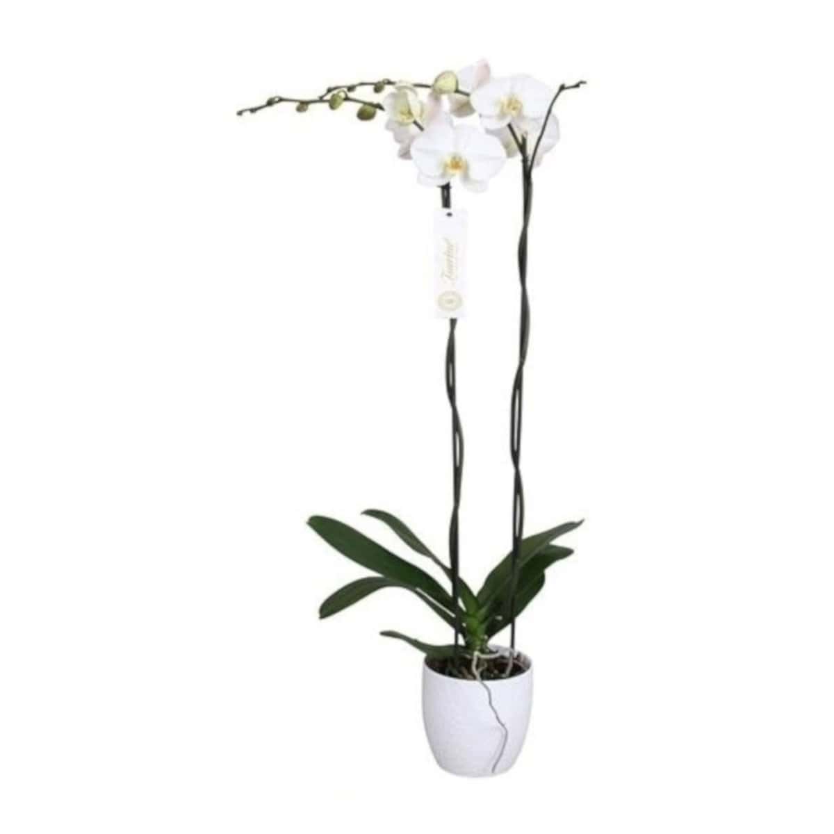 Phalaenopsis Tsarine -Nr15 2-takt Wit keramiek bezorgen via Florastore