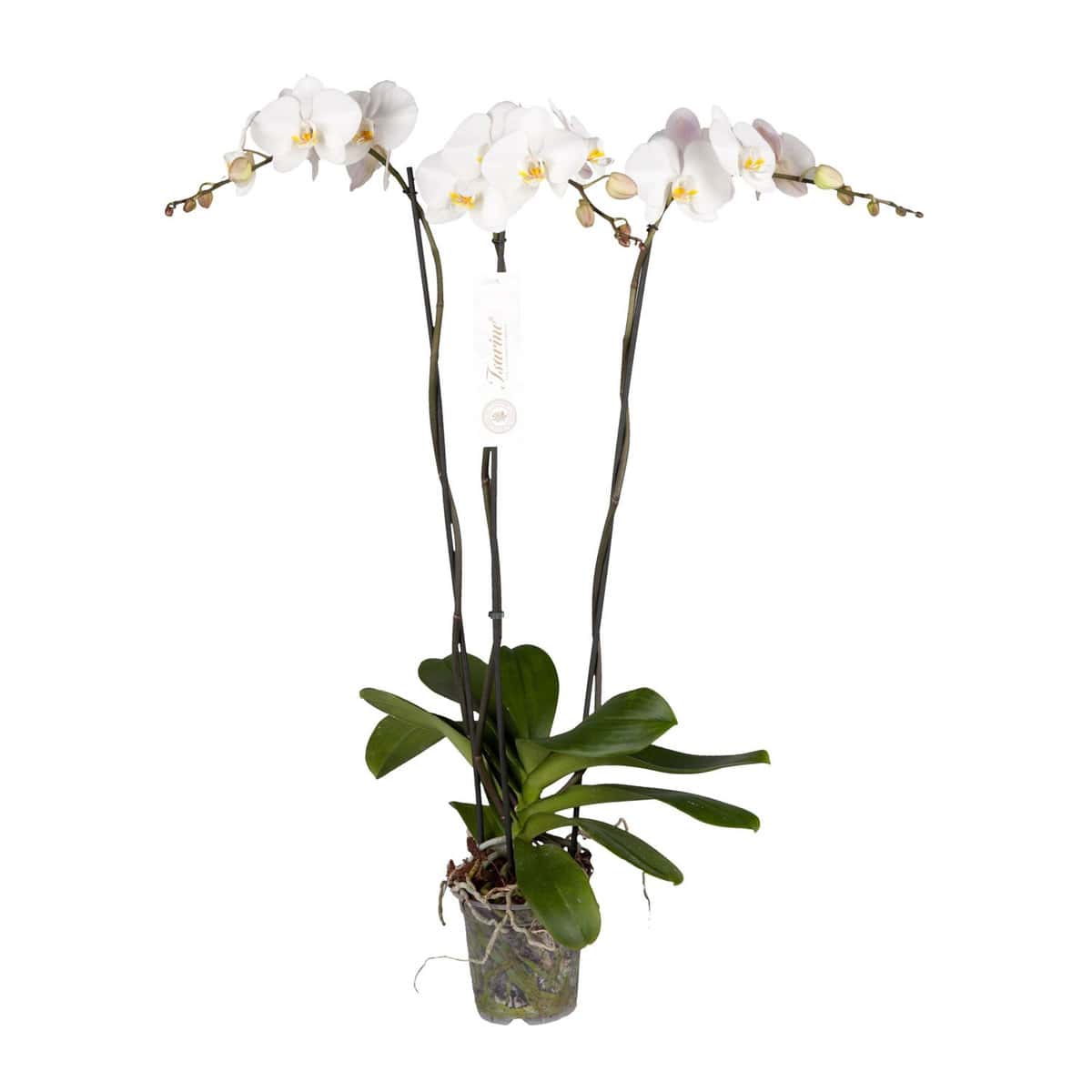 Phalaenopsis Tsarine - Nr15 3-tak bezorgen via Florastore