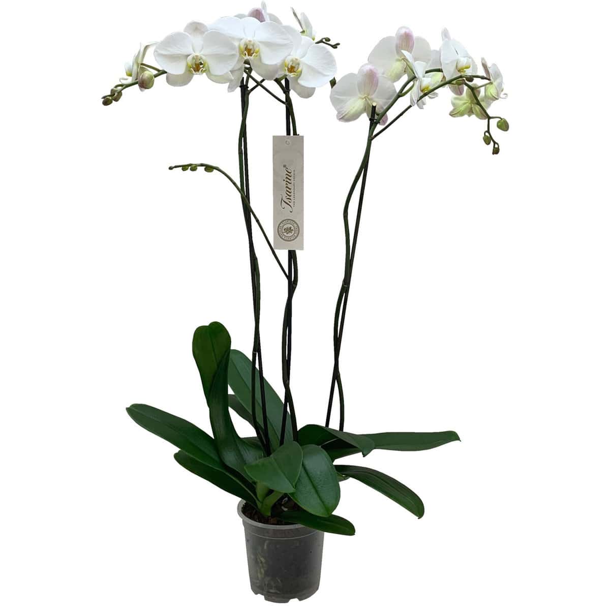 Phalaenopsis Tsarine -Nr17 3-tak bezorgen via Florastore