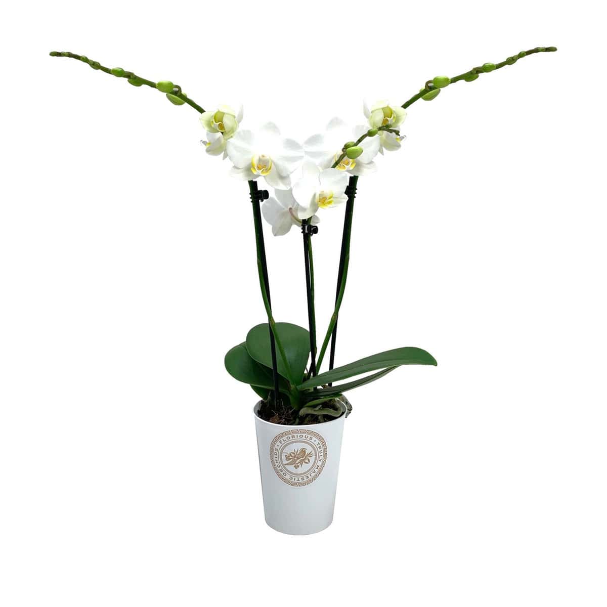 Phalaenopsis Tsarine - Nr9 - Wit 3-takken bezorgen via Florastore