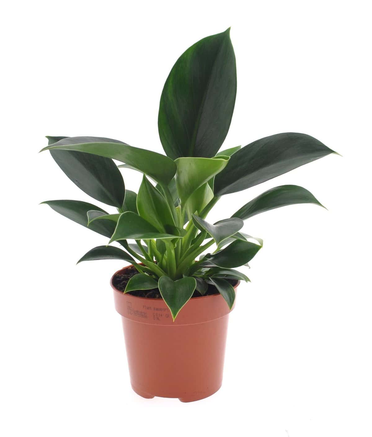 Philodendron Green Princess - Pot 12cm - Hoogte 20-30cm bezorgen via Florastore