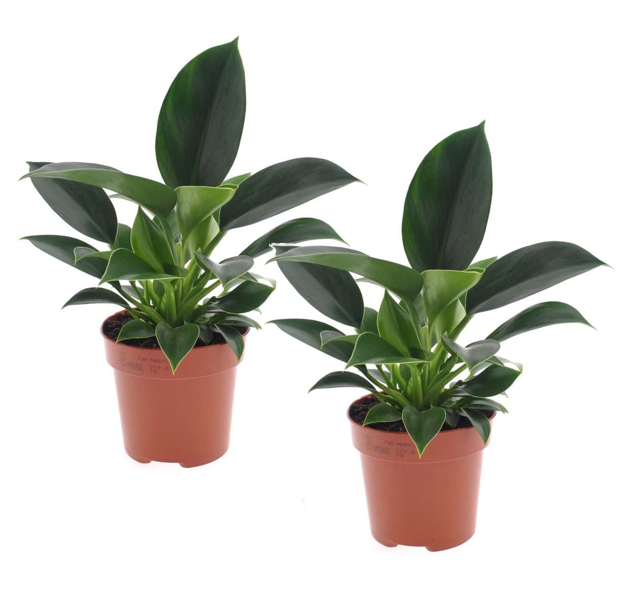 Philodendron Green Princess - Set van 2 - Pot 12cm - Hoogte 20-30cm bezorgen via Florastore