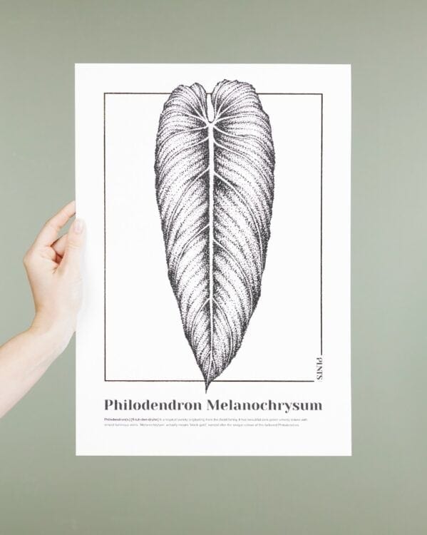 Philodendron Melanochrysum Poster bezorgen via PLNTS