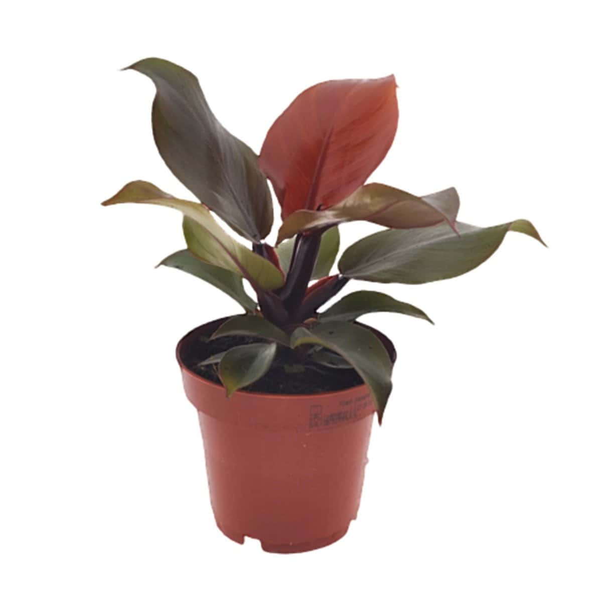 Philodendron Sunlight - Pot 12cm - Hoogte 20-30cm bezorgen via Florastore