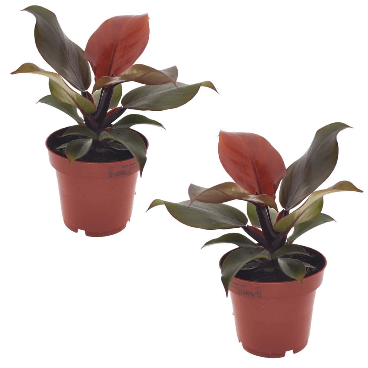 Philodendron Sunlight - Set van 2 - Pot 12cm - Hoogte 20-30cm bezorgen via Florastore