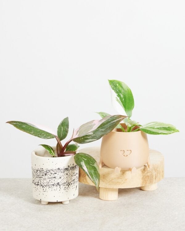 Philodendron Two Princesses bezorgen via PLNTS