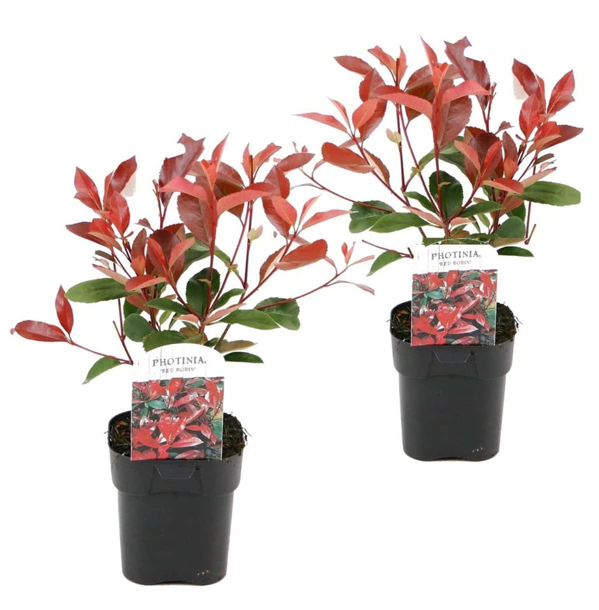 Photinia fraseri Red Robin - Set van 2 - Wintergroen - Pot 17cm - Hoogte 30-40cm bezorgen via Florastore