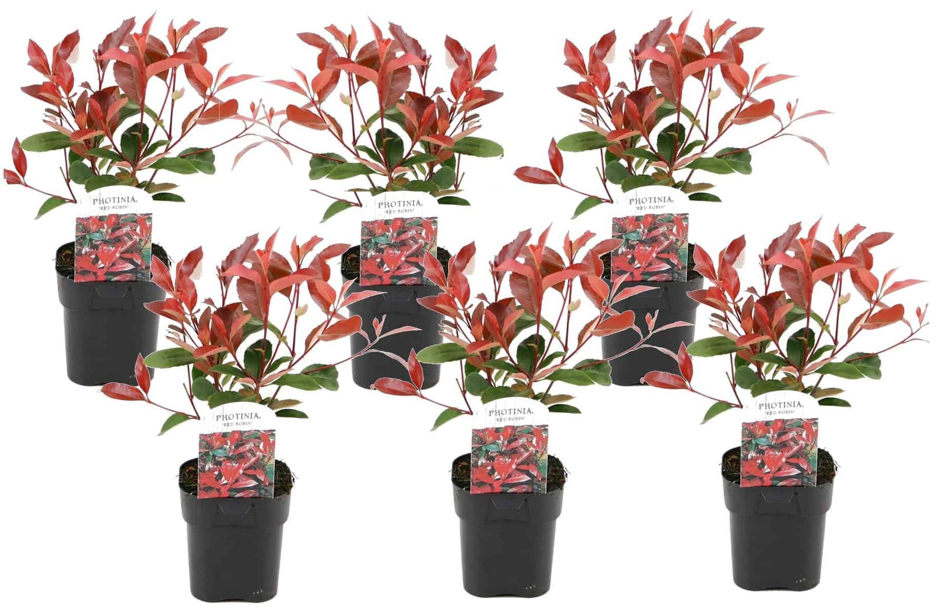 Photinia fraseri Red Robin - Set van 6 - Wintergroen - Pot 17cm - Hoogte 30-40cm bezorgen via Florastore