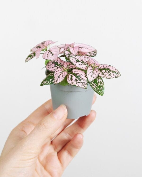 Phyllostachya Pink bezorgen via PLNTS