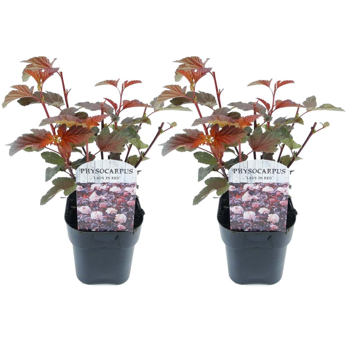 Physocarpus'Lady in Red'- Set van 2 - Struik - Pot 17cm - Hoogte 30-40cm bezorgen via Florastore