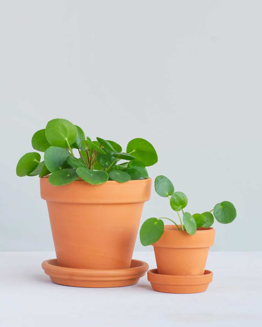 Pilea Family Set bezorgen via PLNTS Pilea Family Set bezorgen via PLNTS