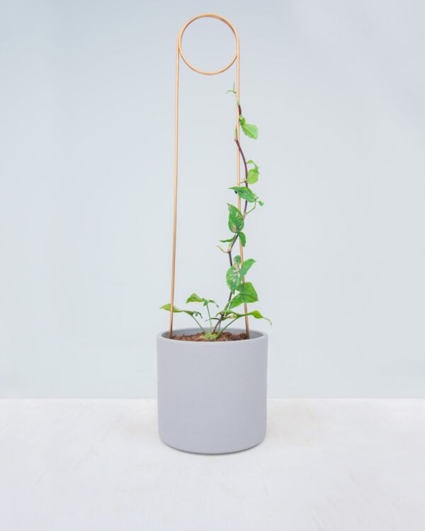 Pin Plantensteun bezorgen via PLNTS