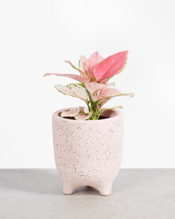 Pink Princess bezorgen via PLNTS