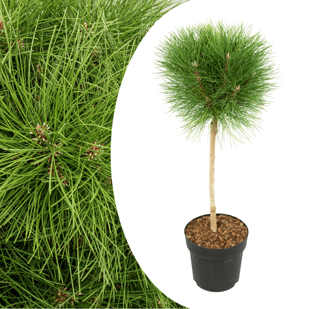 Pinus Summer Breeze - Dwergden - Pot 24cm - Hoogte 70-80cm bezorgen via Florastore