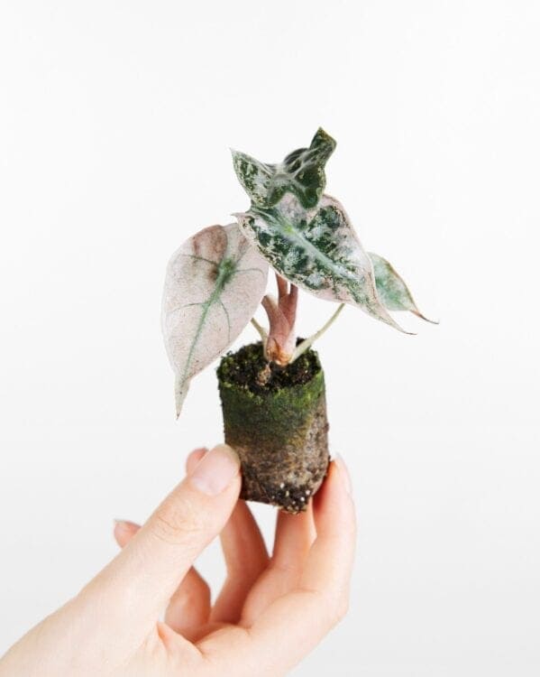 Polly Variegata bezorgen via PLNTS