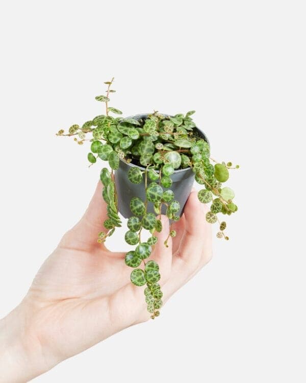 Prostrata bezorgen via PLNTS