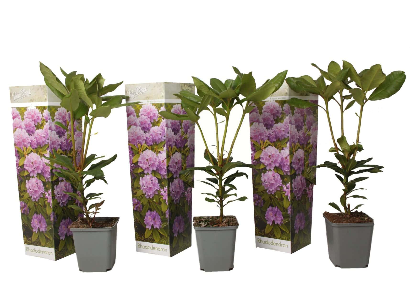 Rhododendron Catawbiense Purple - Set van 3 - Paars- Pot 9cm - Hoogte 25-40cm bezorgen via Florastore