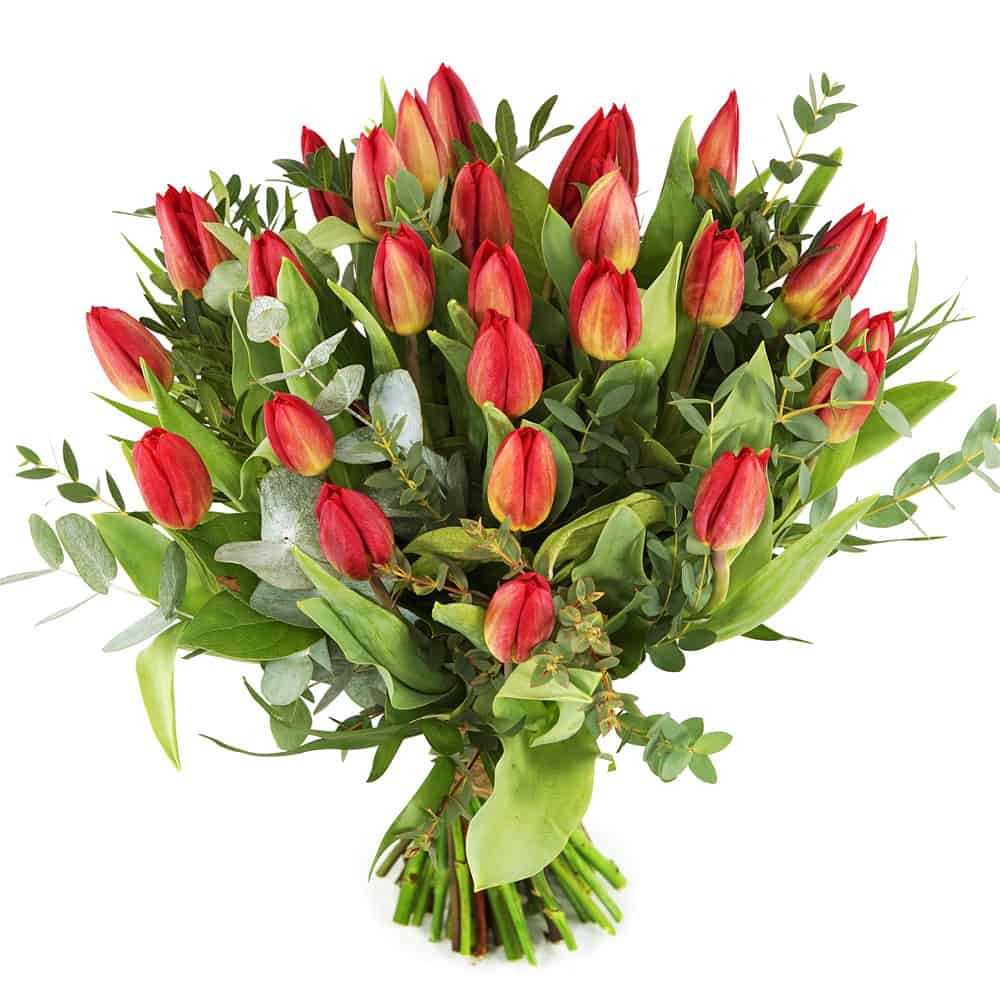 Rode tulpen inclusief bladmateriaal