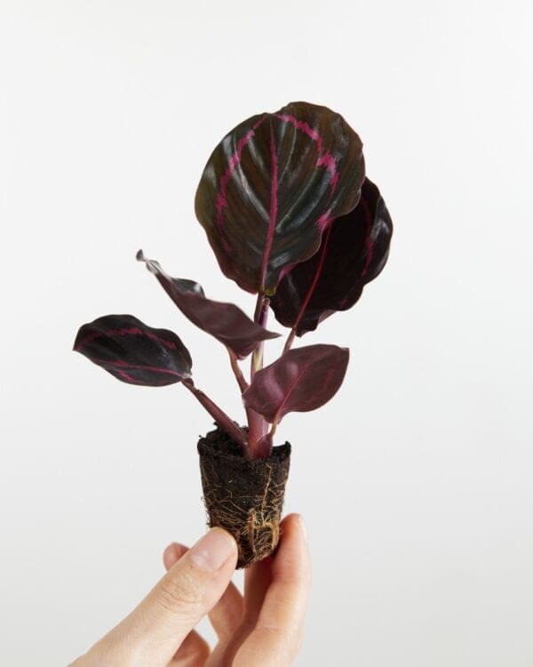 Roseopicta Dottie bezorgen via PLNTS