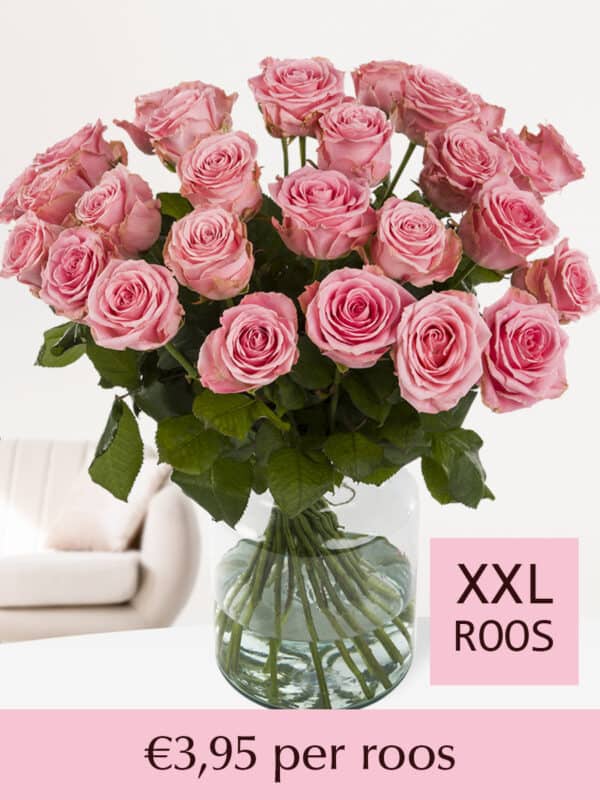 Roze rozen XXL - Kies je aantal (Sophia Loren) - 10 t/m 99 rozen bezorgen