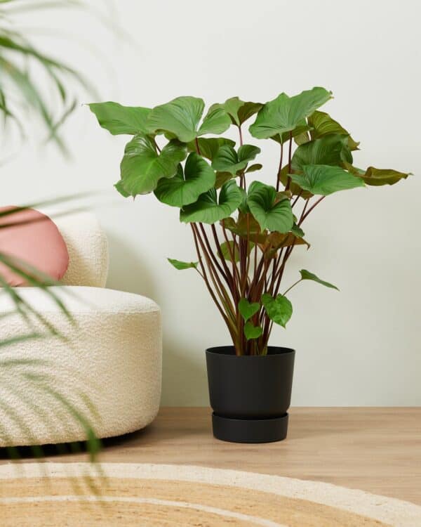 Rubescens Maggy bezorgen via PLNTS