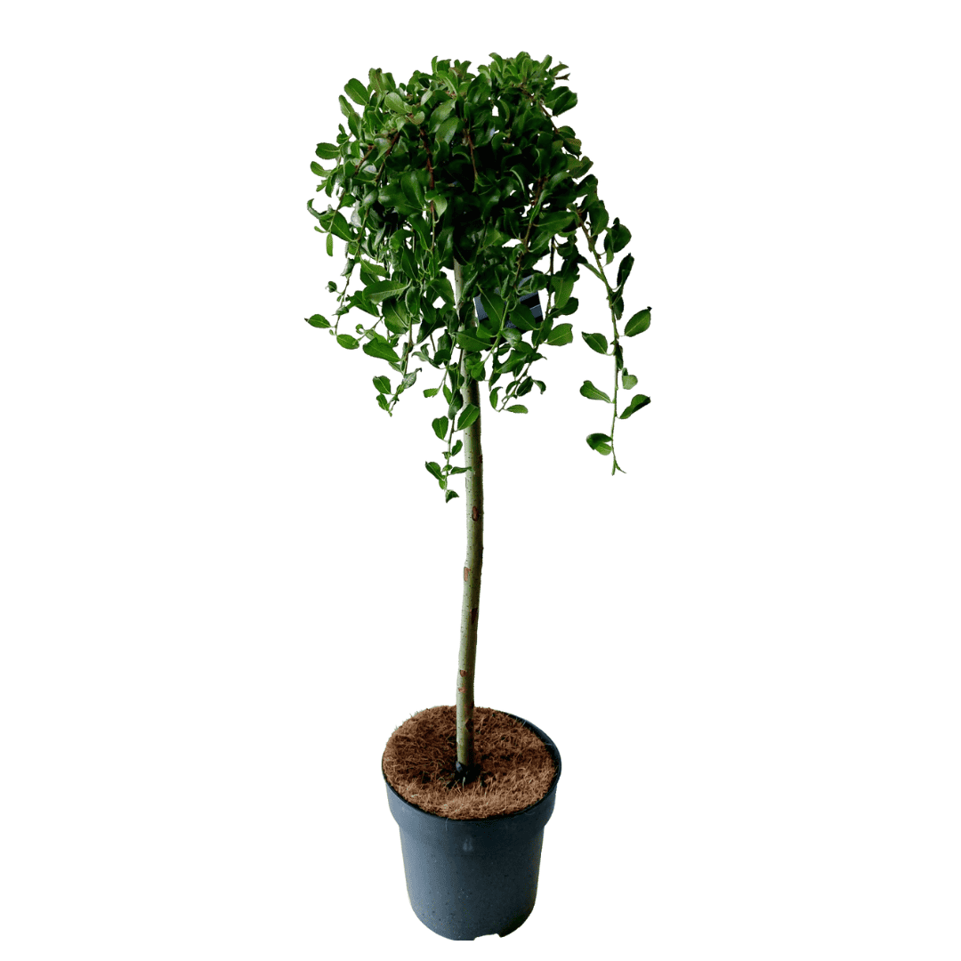 Salix Arbuscula - Dwergwilg - Boompje -⌀19 cm - Hoogte 80-90 cm bezorgen via Florastore