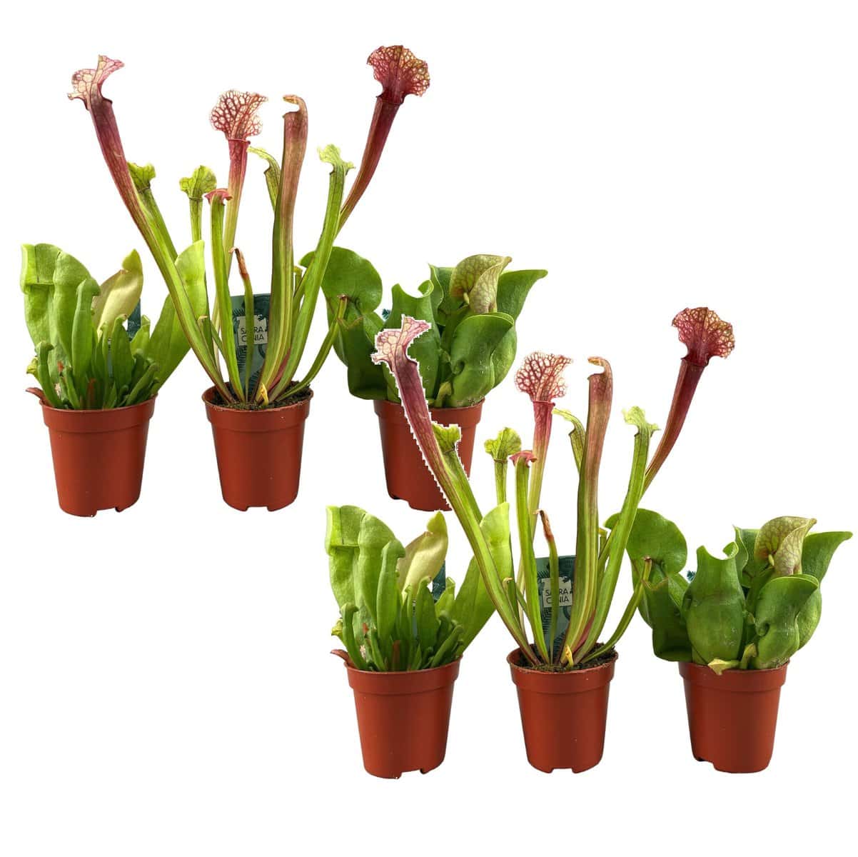 Sarracenia purpurea - Vleesetende plant - Set van 6 - Pot 5