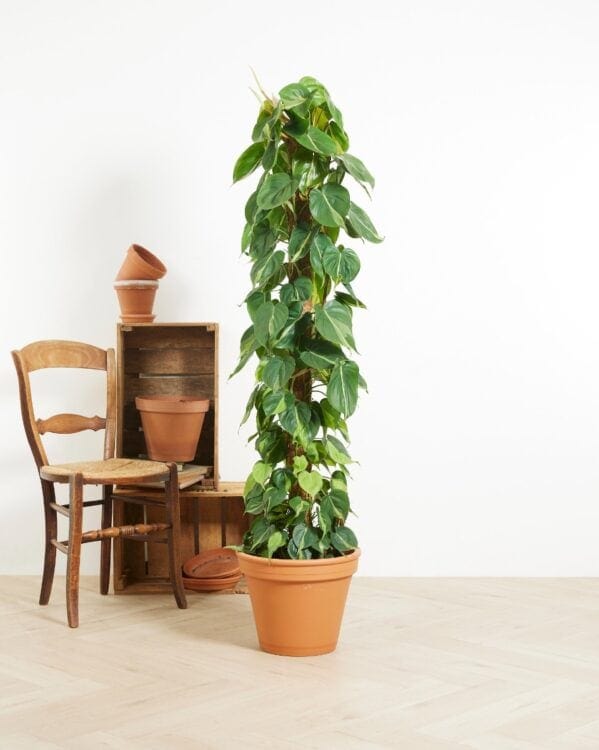 Scandens Brasil bezorgen via PLNTS